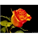 kvet-365.jpg
Poet zobrazen: 3748 (6550.7411 dn) pr.=0.5721
Rozmr: 800 x 600 pixel
Velikost: 46.154 kB