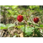 m144_4463.jpg
Poet zobrazen: 3778 (6547.4349 dn) pr.=0.5770
Rozmr: 1600 x 1200 pixel
Velikost: 434.648 kB