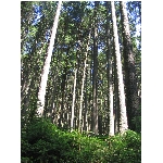 m145_4510.jpg
Poet zobrazen: 3777 (6547.3405 dn) pr.=0.5769
Rozmr: 1200 x 1600 pixel
Velikost: 990.47 kB