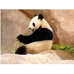 panda.jpg
Poet zobrazen: 3576 (6546.2876 dn) pr.=0.5463
Rozmr: 1024 x 768 pixel
Velikost: 92.758 kB