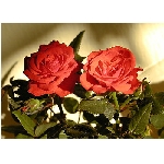 if-03176.jpg
Poet zobrazen: 3766 (6551.0134 dn) pr.=0.5749
Rozmr: 350 x 250 pixel
Velikost: 32.595 kB