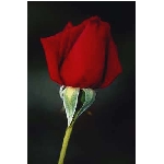 rose6v.jpg
Poet zobrazen: 3666 (6551.0273 dn) pr.=0.5596
Rozmr: 256 x 384 pixel
Velikost: 5.997 kB