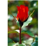 rose7v.jpg
Poet zobrazen: 3480 (6551.0385 dn) pr.=0.5312
Rozmr: 256 x 384 pixel
Velikost: 10.813 kB