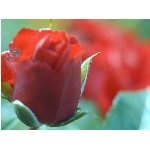 ruze.jpg
Poet zobrazen: 3677 (6551.0312 dn) pr.=0.5613
Rozmr: 900 x 675 pixel
Velikost: 46.621 kB