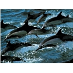 delfini.jpg
Poet zobrazen: 3127 (6541.9415 dn) pr.=0.4780
Rozmr: 1024 x 768 pixel
Velikost: 166.284 kB