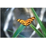 motyl.jpg
Poet zobrazen: 3399 (6545.7017 dn) pr.=0.5193
Rozmr: 1068 x 706 pixel
Velikost: 62.043 kB
